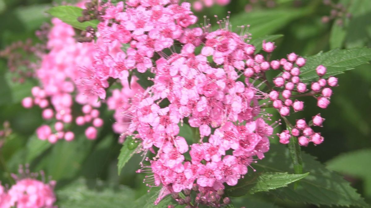 まるでブーケみたい 大野市道の駅にほど近い神社でシモツケの花が見頃