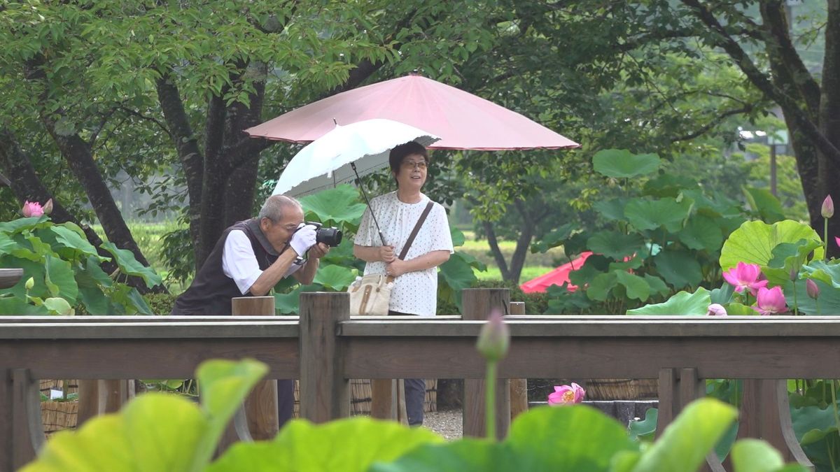 130種類のハスの花咲く「はすまつり」開幕 観賞は午前中のうちに 南越前町・花はす公園