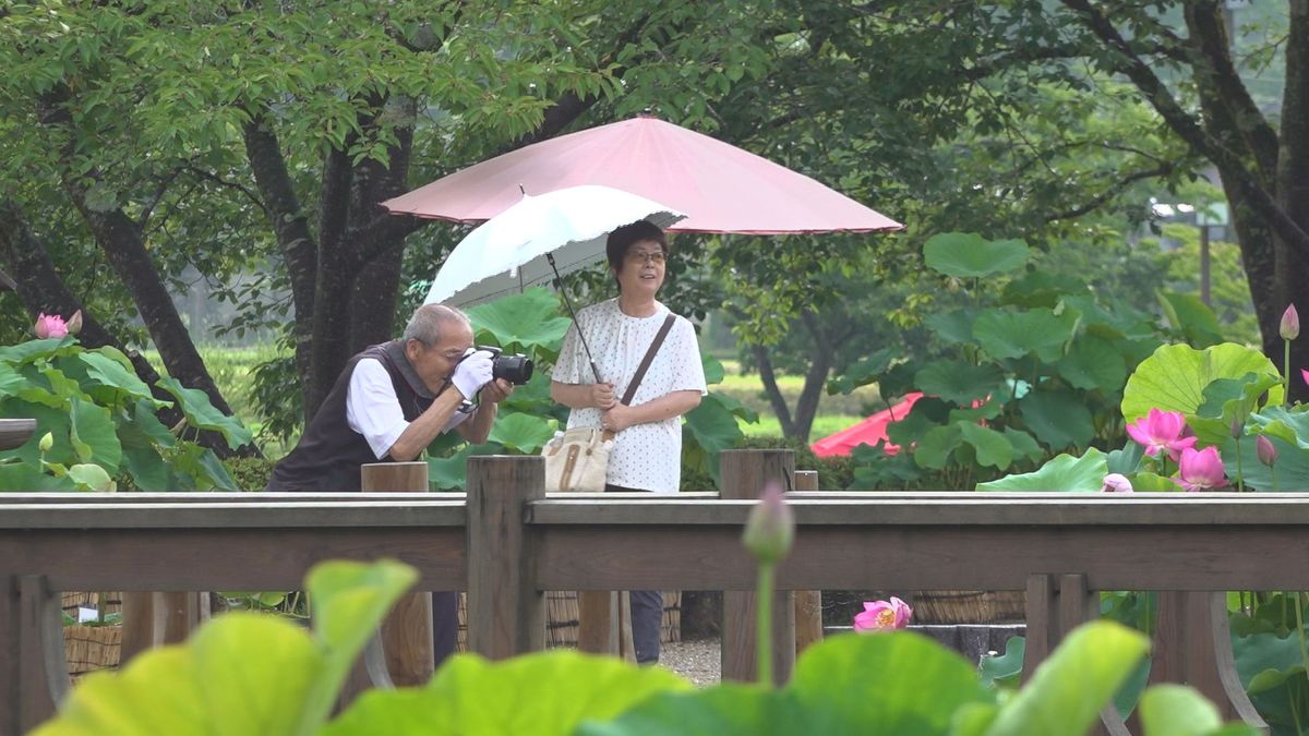 130種類のハスの花咲く「はすまつり」開幕　観賞は午前中のうちに　南越前町･花はす公園