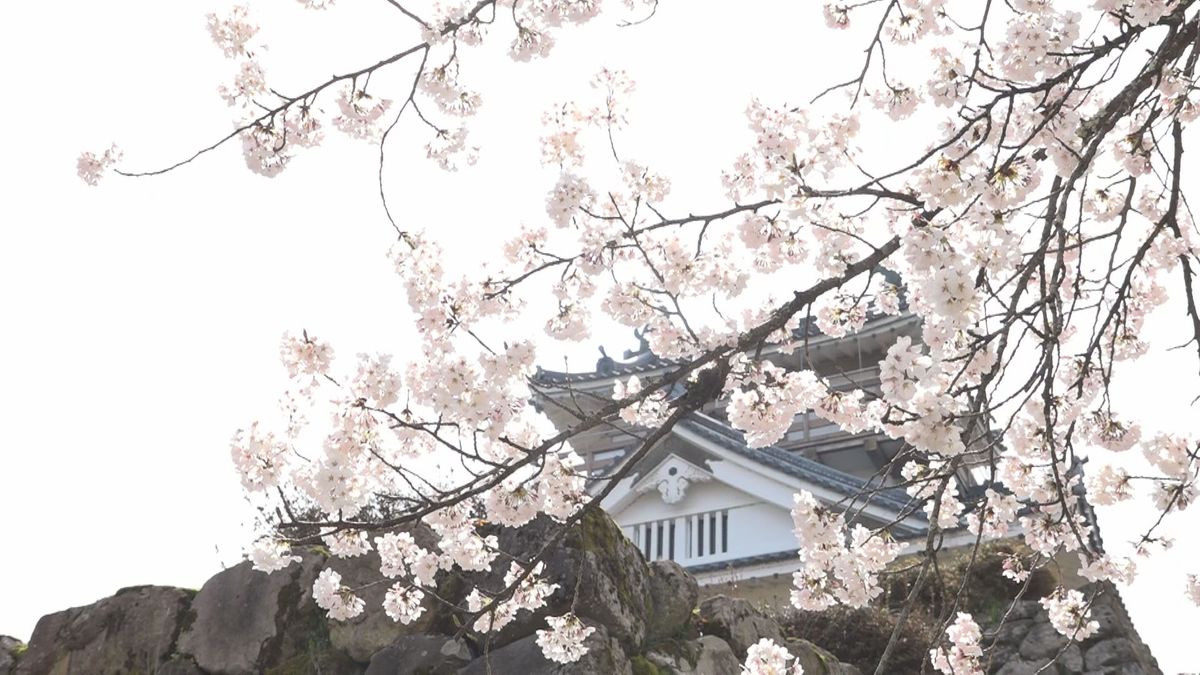 城と桜の競演　ソメイヨシノが満開に　大野市･越前大野城　残雪の山々をバックに"奥越の春"感じる