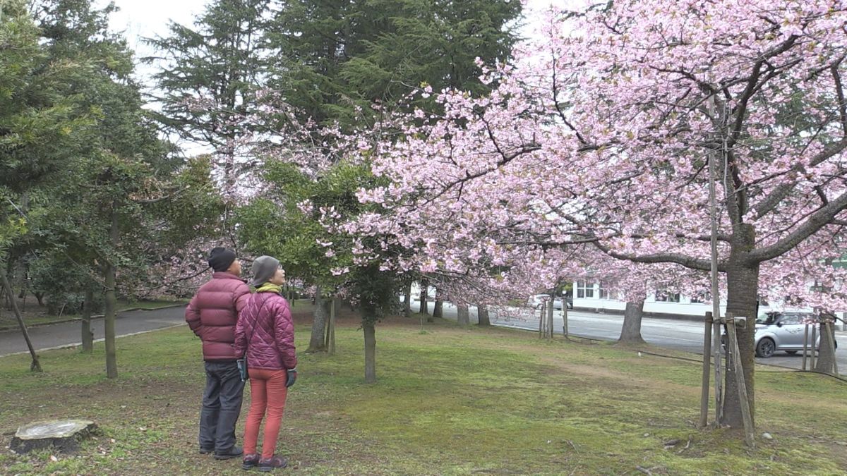 早咲きで濃いピンク色 坂井市で河津桜が見ごろ 