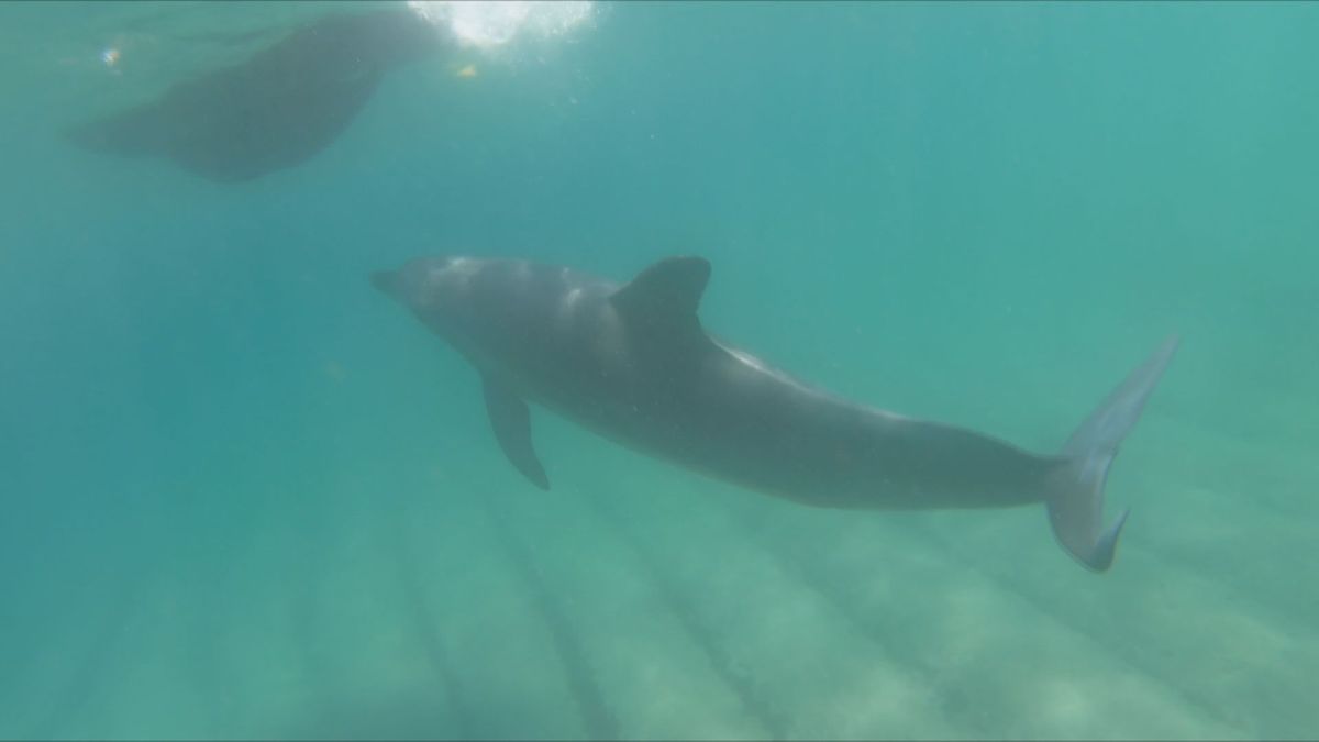 敦賀で海水浴客がイルカにかまれる被害相次ぐ 海保「近づかずすぐ海から上がって」