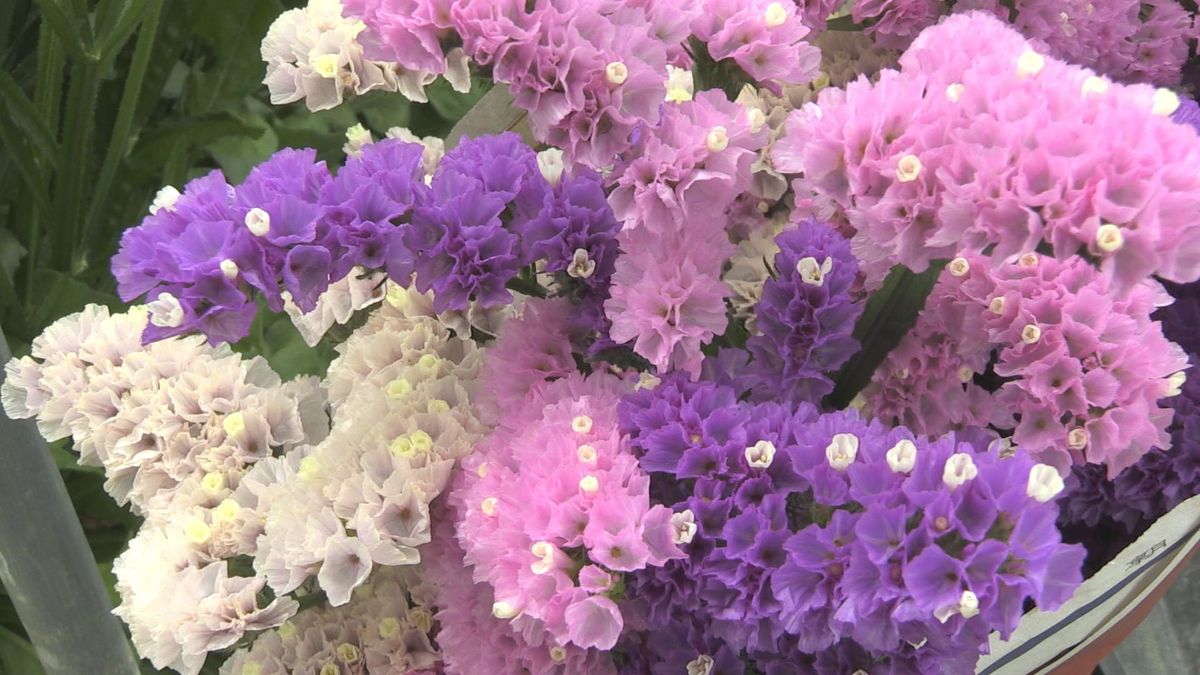 「母の日」にいかが？紫 ピンクと彩り豊か　スターチスの花を収穫　花言葉は「変わらぬ心」　