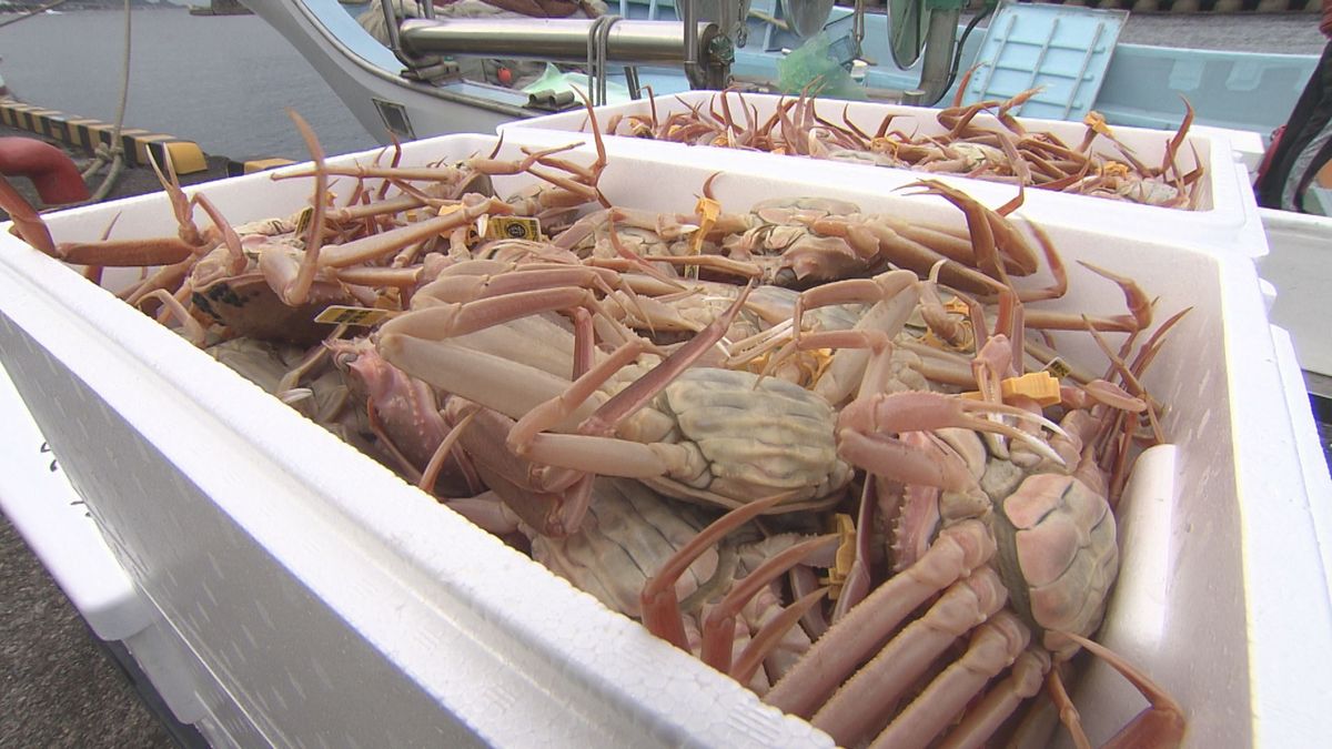 セイコガニが豊漁! 過去20年で最高の179トン 販売額も好調