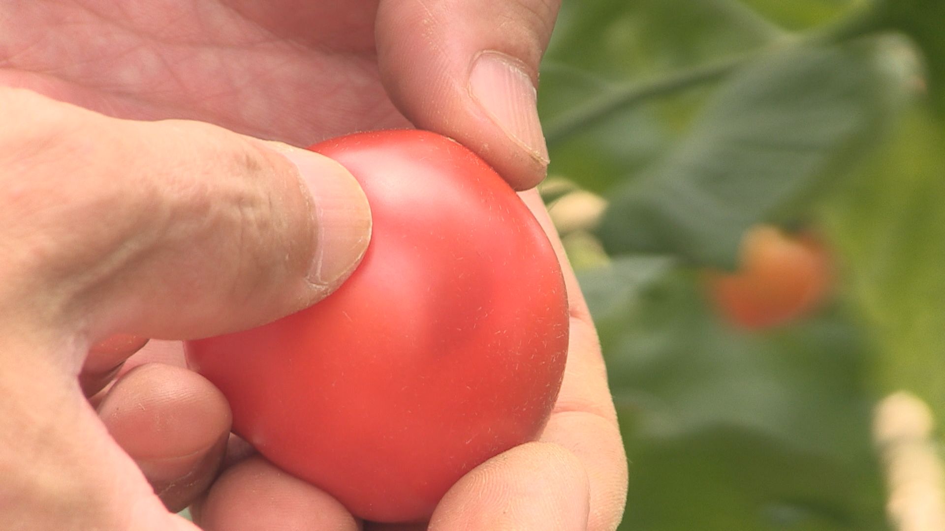 暑さで夏野菜が規格外に　生産者は困惑「全然、水気がない」　ミディトマトは実が割れ、白ネギは葉が枯れる　6月の平均気温は過去最高