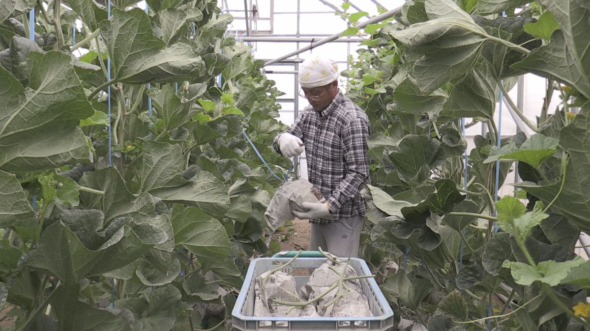 おいしい野菜をもう一度　ハウス倒壊から半年あまり　去年12月の突風で押しつぶされる　メロンなど収穫始まる　坂井市三国町