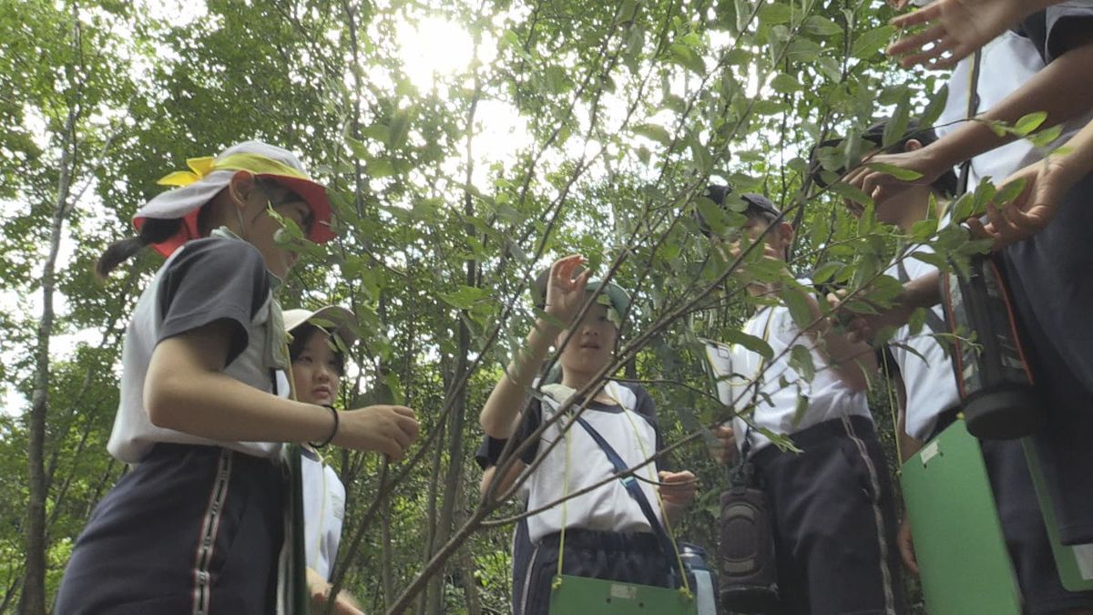 美浜町菅浜地区で児童が和紙の原料 雁皮の植栽地を見学 地域の文化に触れる