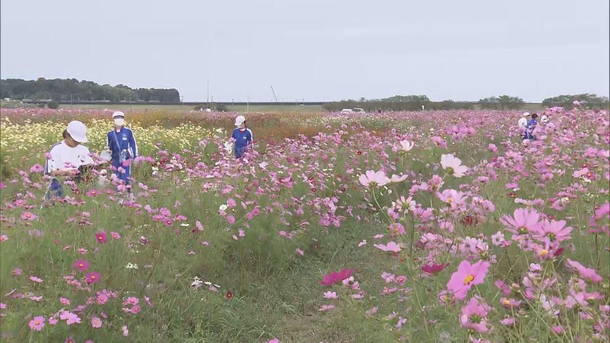 まるでピンクの“じゅうたん”　1億本のコスモス咲き誇る　今週末まで見ごろ続く　福井市･宮ノ下コスモス広苑