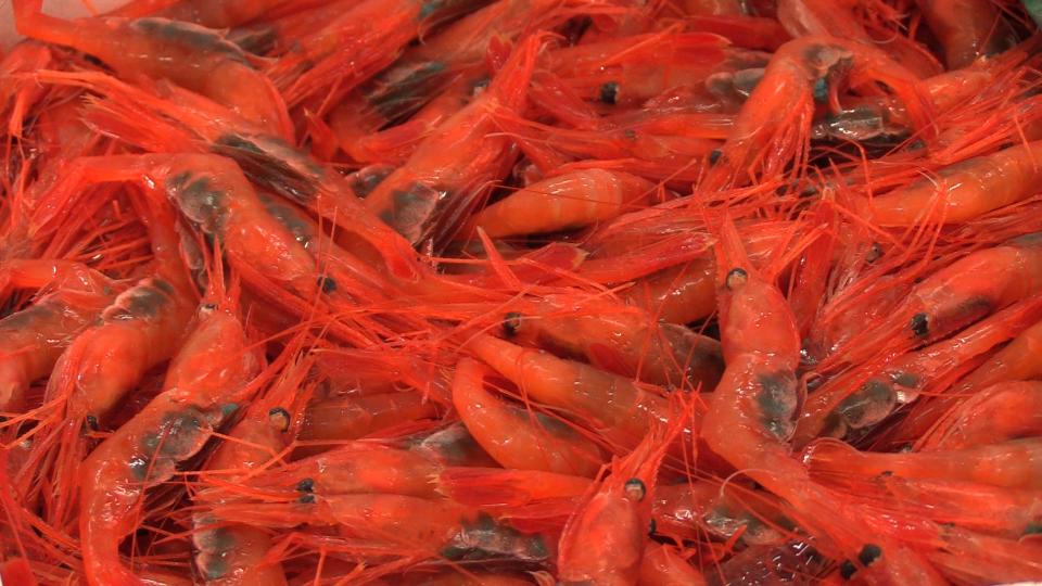 赤い色が鮮やか「ふくい甘えび」の水揚げが三国港で本格化 刺し身にいかが