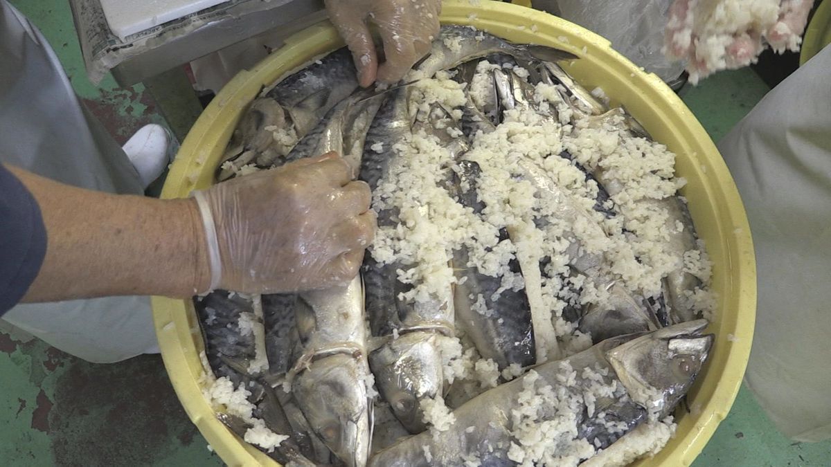 サバのなれずし 冬の伝承料理 甘酸っぱく深みのある味 小浜市・内外海地区