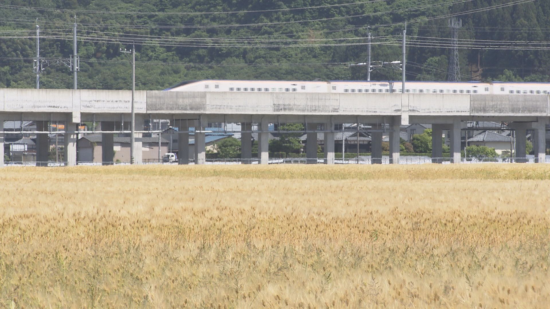 黄金色に輝く大麦が新幹線乗客を出迎える 越前たけふ駅前盛り上げへ 生産者が協力して栽培
