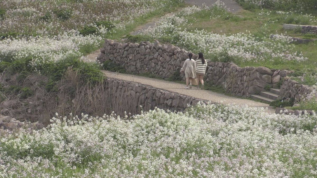 ハマダイコンの花咲く　白い“じゅうたん”海岸彩る　坂井市三国町