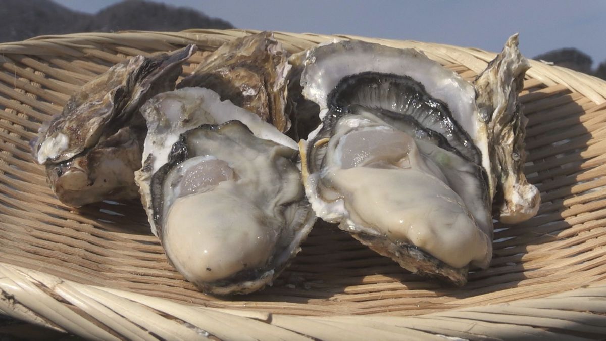 ぷりぷり食感と濃いうま味で人気の若狭かき 今シーズンは小ぶりで生育遅れも 昨夏の猛暑影響か