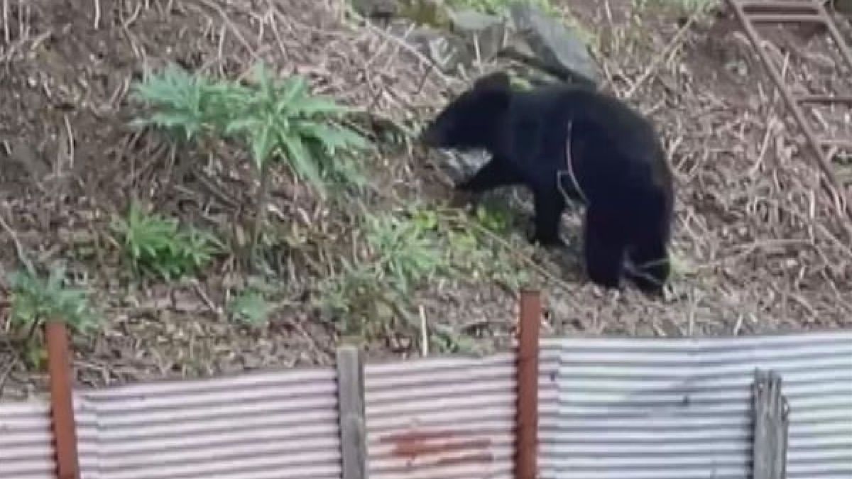 ツキノワグマ「保護」から「管理」へ　来年度から積極的な捕獲も　被害の未然防止に向けて県対策会議