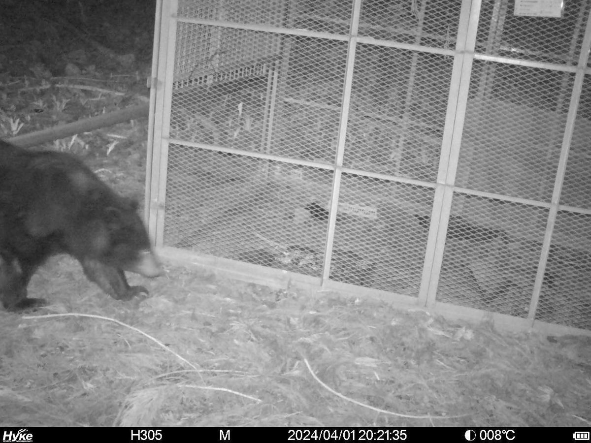 クマに注意、登山や山菜取り　鯖江市でカメラに映る　三床山の登山コース近く