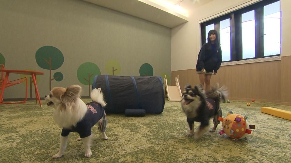 愛犬家の利用を期待 部屋にドッグラン整備 美浜町に犬と一緒に宿泊できるホテルが完成