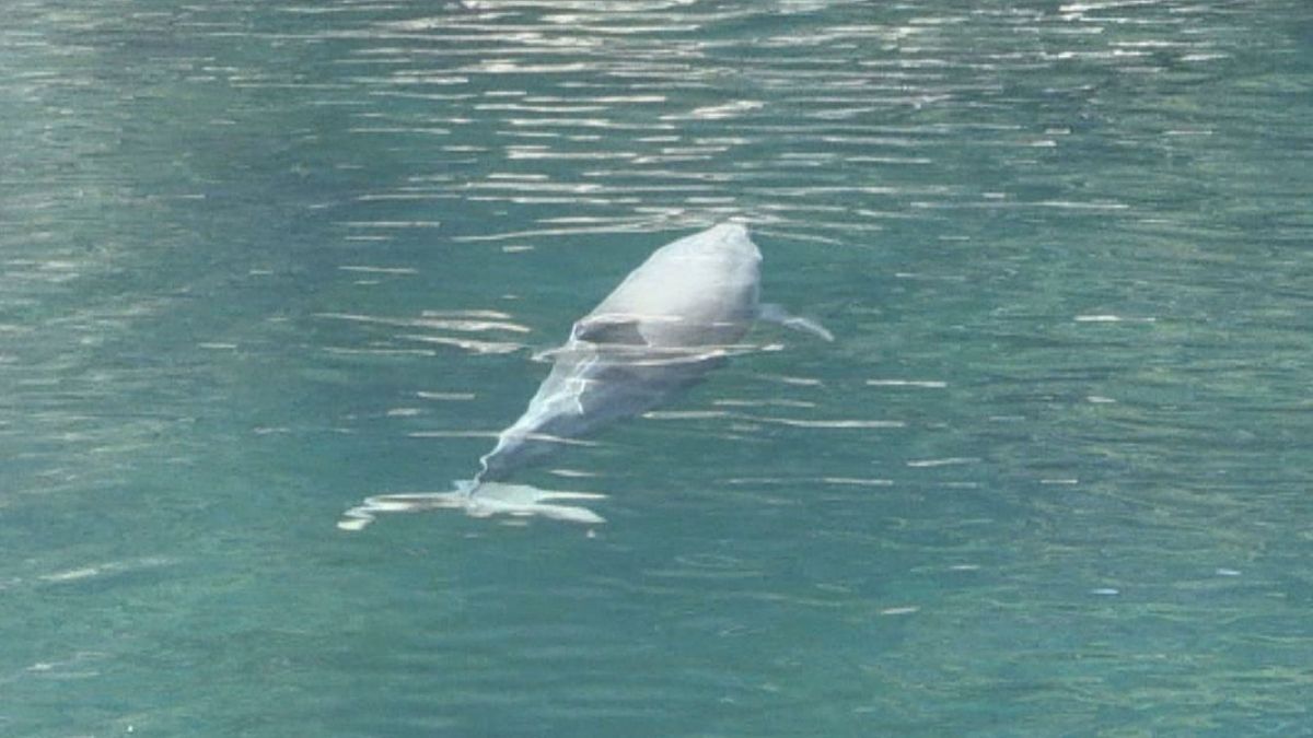 小浜市でワカメ漁に野生イルカの被害　素潜り中の漁師に接近「身の危険を感じた」　海水浴場に出現するイルカと同じ個体か　有効な対策なく悩みの種に