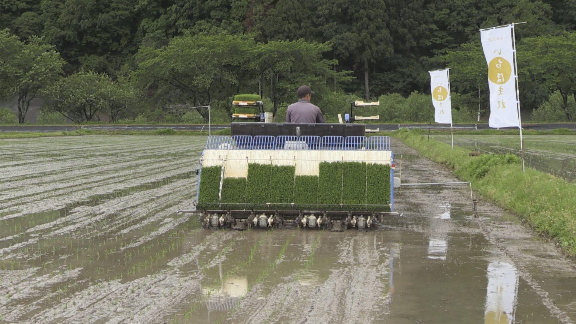 県ブランド米「いちほまれ」田植え最盛期　今季は2割増産　さらなるブランド確立