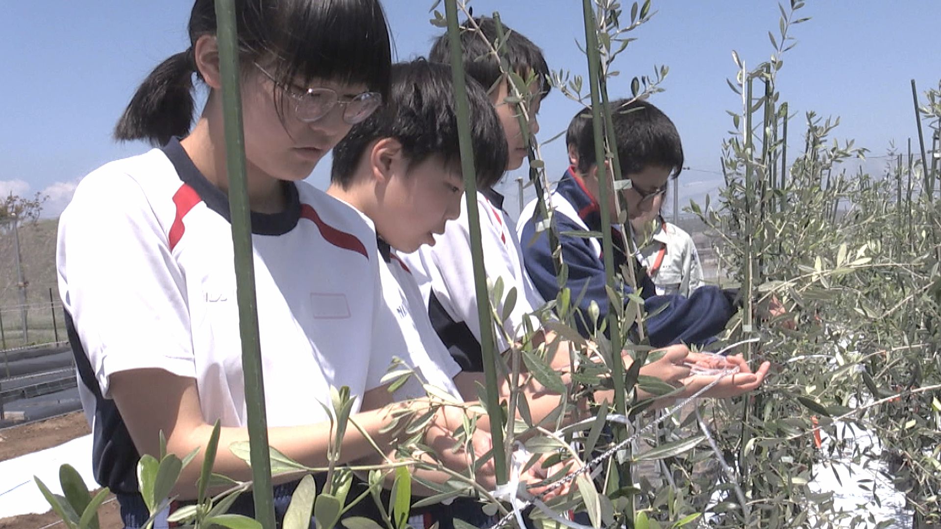 三里浜特産オリーブの苗を福井市の中学生が植える　3000本の目標達成間近