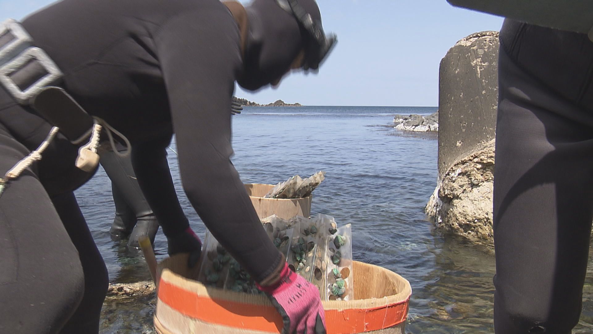 アワビの稚貝放流　安定した漁獲量確保へ　岩陰に2万2000個　坂井市三国町