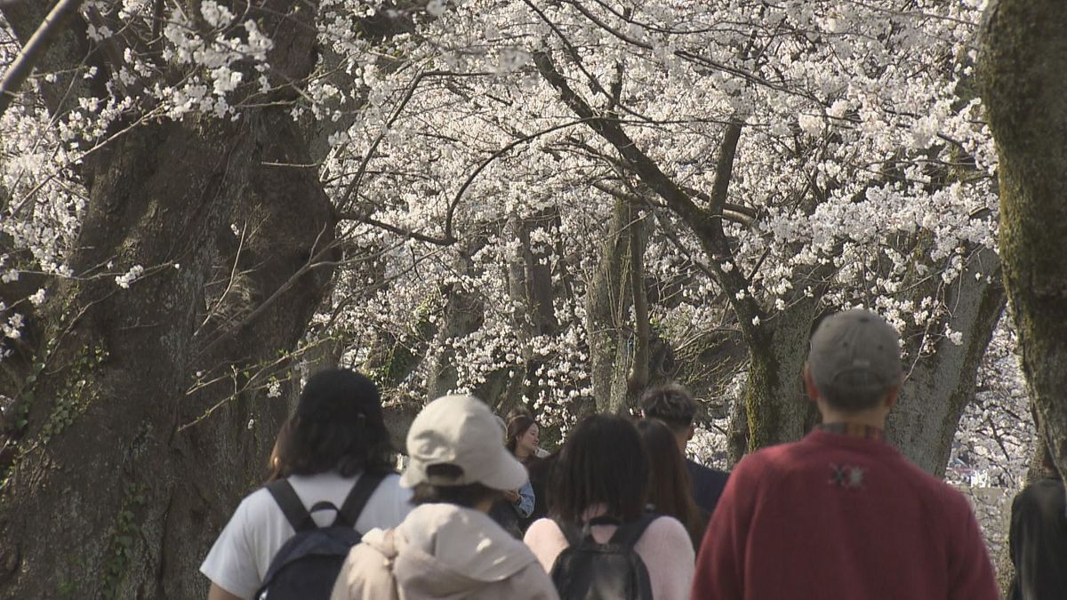 足羽河原の桜並木が見ごろ　ぽかぽか花見日和　2キロに600本以上のピンクのトンネル　13日までライトアップ