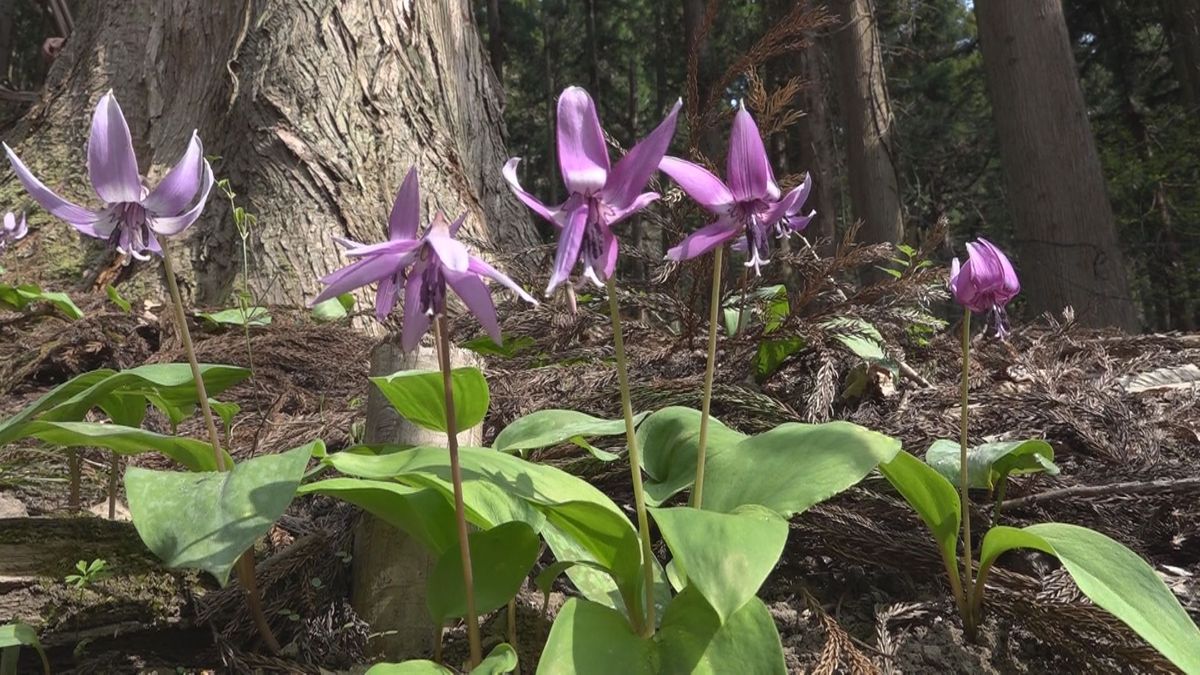 山里に春の訪れ告げるカタクリの花が大野市の群生地で見ごろ 薄紫の花が下向きに咲く