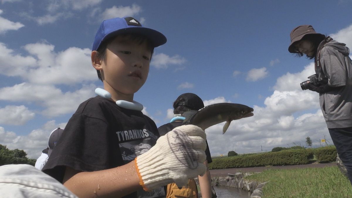 アユのつかみ取りに挑戦　夏休みの子どもたち「つるつるですぐ逃げられる」　河川公園の水路で追いかける　永平寺町