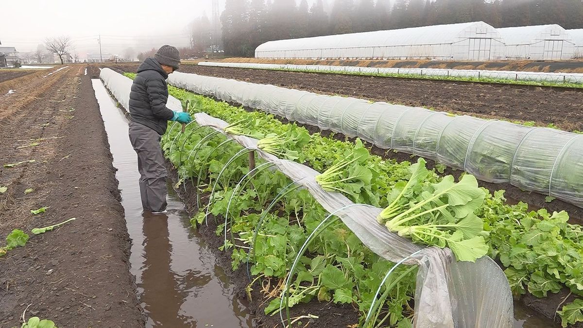 「勝山水菜」収穫始まる 雪の下でおいしさ蓄える 勝山市の伝統野菜