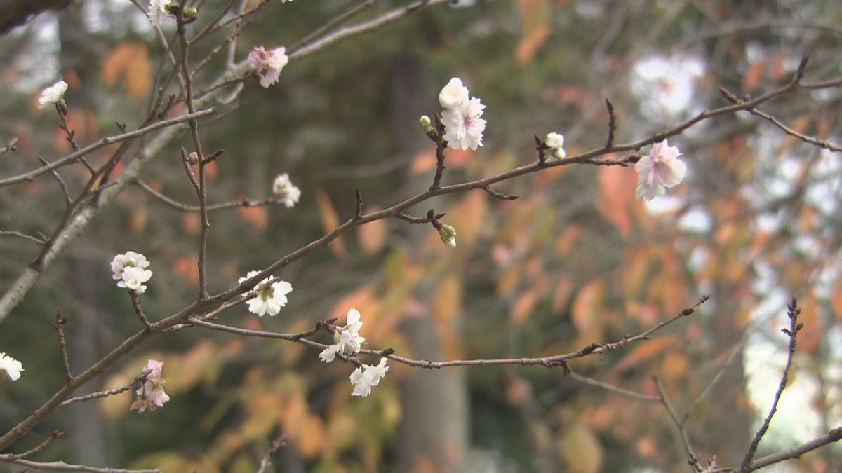 桜と紅葉の饗宴　「十月桜」が見ごろ　秋晴れに映える花のコントラスト　坂井市･県総合グリーンセンター