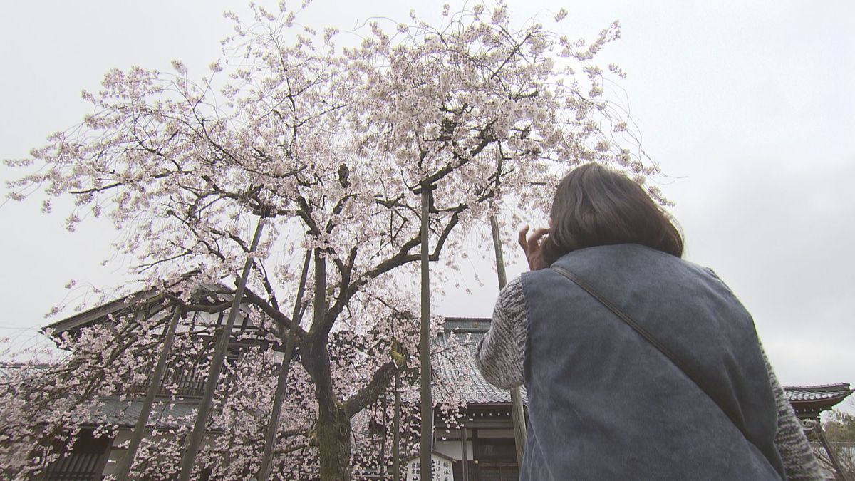 全国でも珍しい"花筐の桜"満開　クローン桜も植え、大切に守り受け継ぐ　夜はライトアップ中　越前市･味真野地区の城福寺