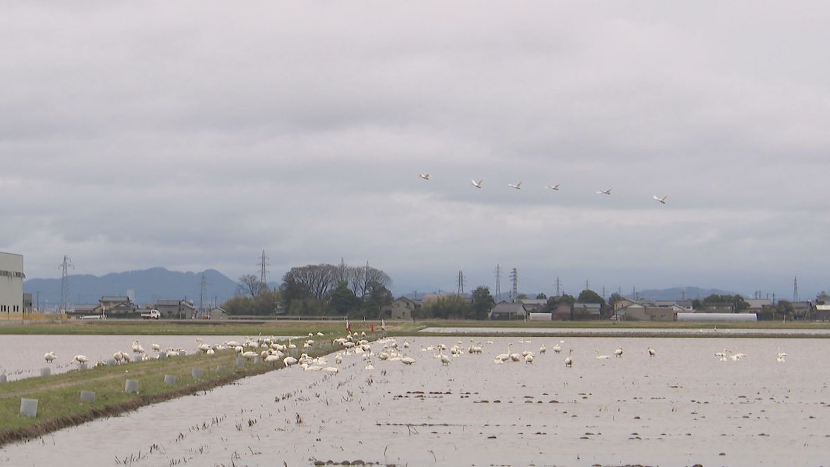 坂井市の田園地帯に飛来　純白のコハクチョウ　例年より数は多め