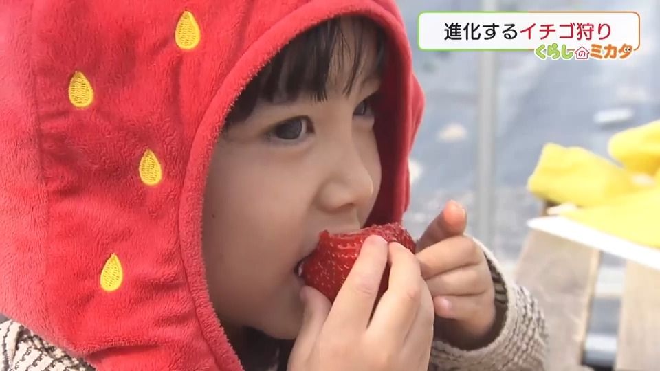 親子で楽しむいちご狩りとタルト作り