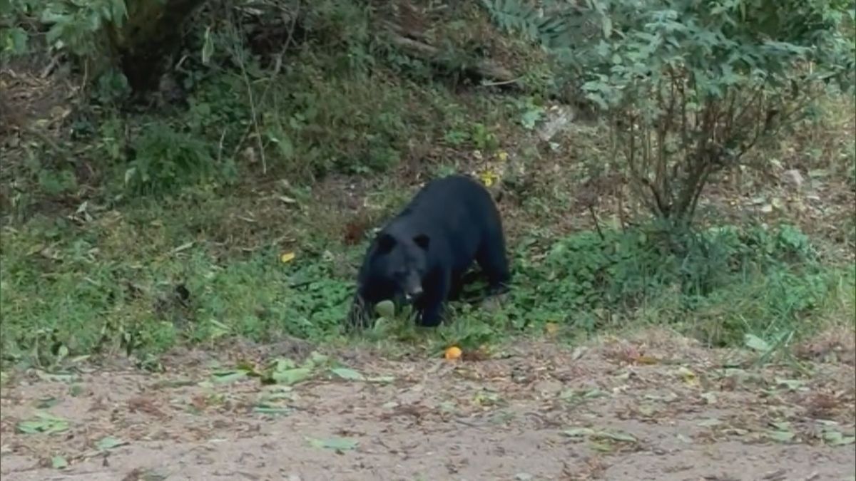 ツキノワグマ今月から再び動きが活発に 餌となる柿など早めに収穫を