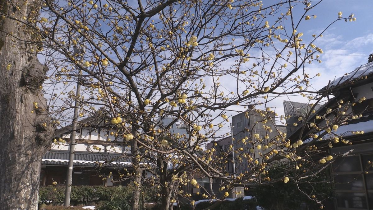 寒空照らす黄色い花　「ロウバイ」満開に　甘い香り漂う　越前市の本興寺
