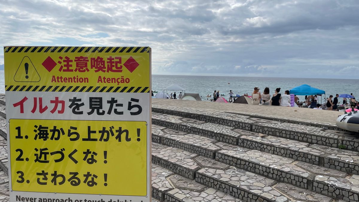3日連続でイルカにかまれる被害 男性が手をかまれ5針縫う 美浜町・水晶浜海水浴場 今シーズン合計16人に