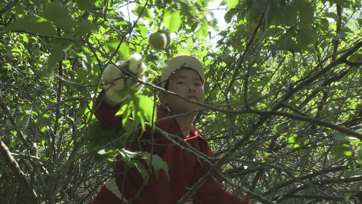 いまが最盛期 福井梅を児童たちが収穫してシロップに加工  梅ジュース楽しみに