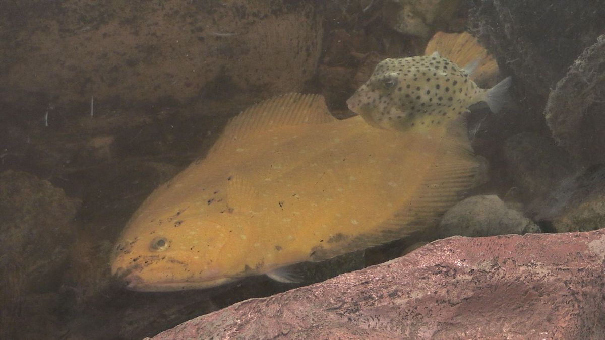 珍しい！金色のヒラメ　生きたまま小学校で飼育中　若狭湾沖で漁師が捕獲し寄贈　おおい町･大島小学校