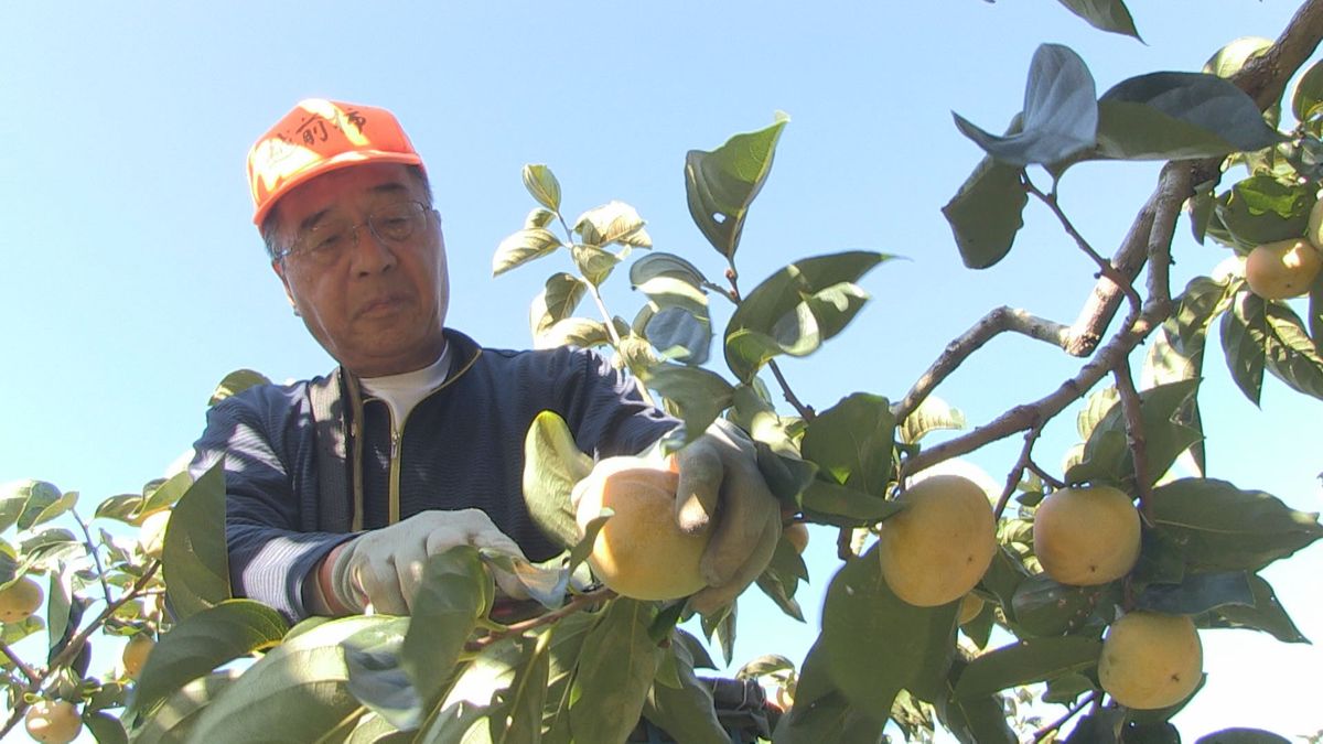 越前柿の収穫始まる 厳しい残暑が影響 例年より1週間遅れ