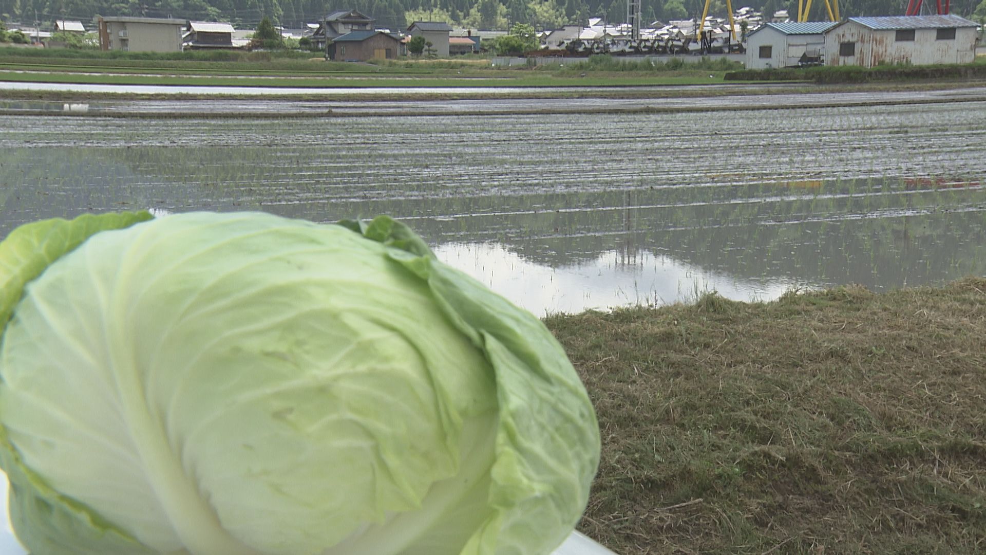「甘み強いコメ」に 廃棄されるキャベツを肥料にコメ作り 資材高騰する中コスト削減につなげる