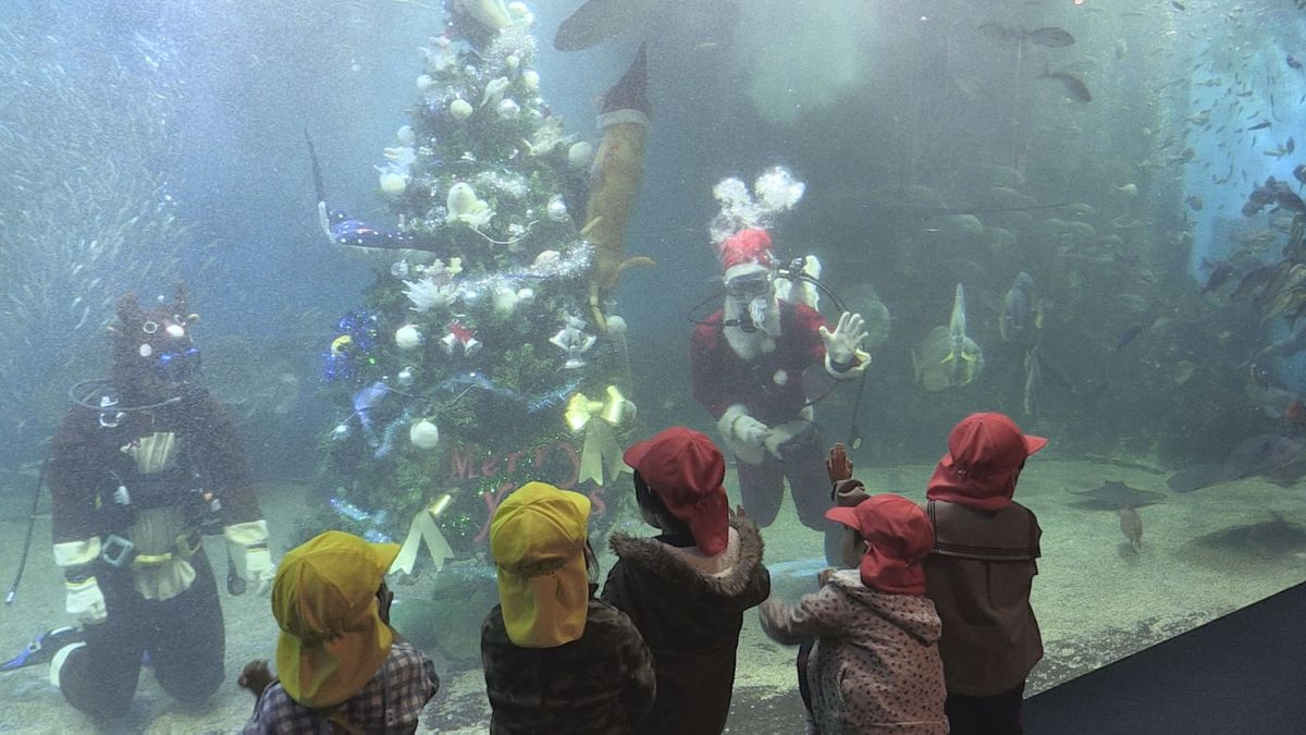 巨大な水中クリスマスツリー 水槽の中にサンタやトナカイとともに登場 越前松島水族館