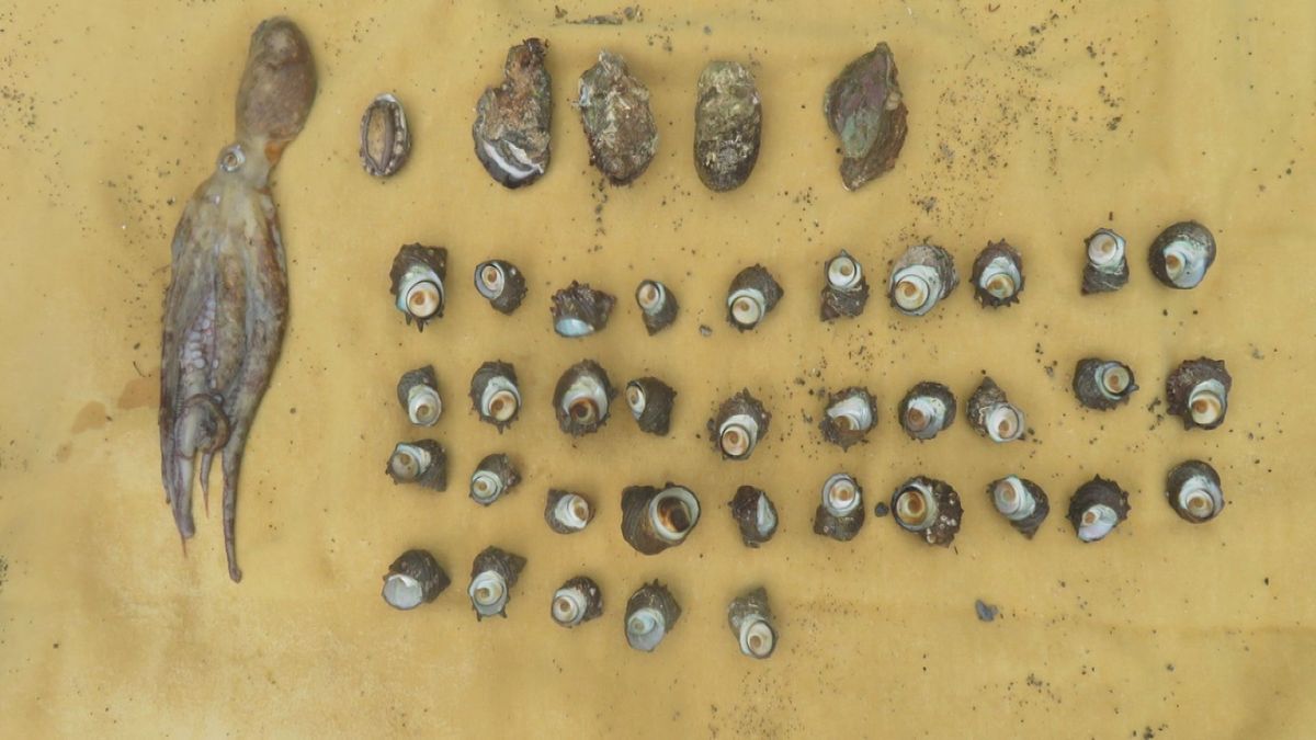 去年の県内の密漁131件 8割以上が県外から 「レジャー感覚でも犯罪に」 海上保安部が呼びかけ