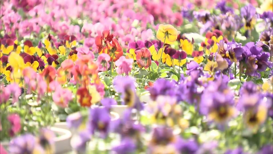 県内は3月上旬並みの暖かさに 各地で気温が10度超えも 春の花の販売へ準備進む