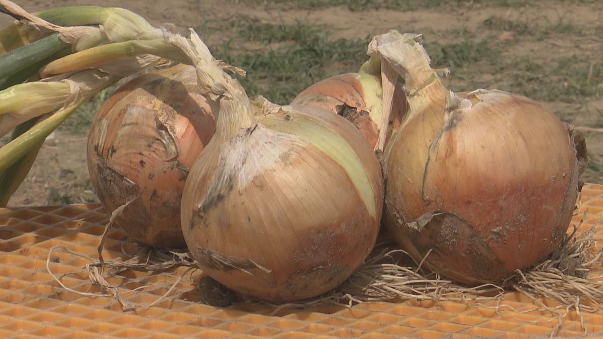 大きくて甘い「五領たまねぎ」　永平寺町特産　地元の子どもたちが収穫体験　