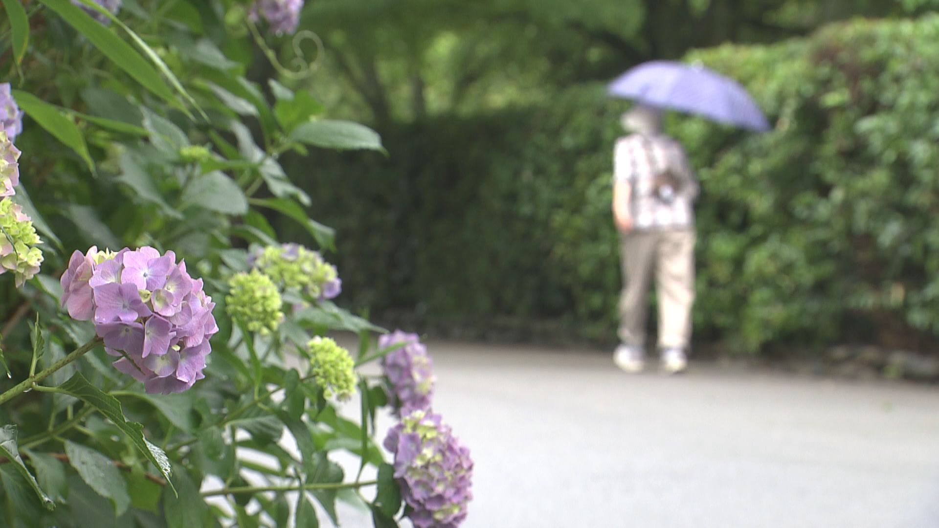 北陸地方「梅雨入り」　平年より1日早く　あす明け方まで