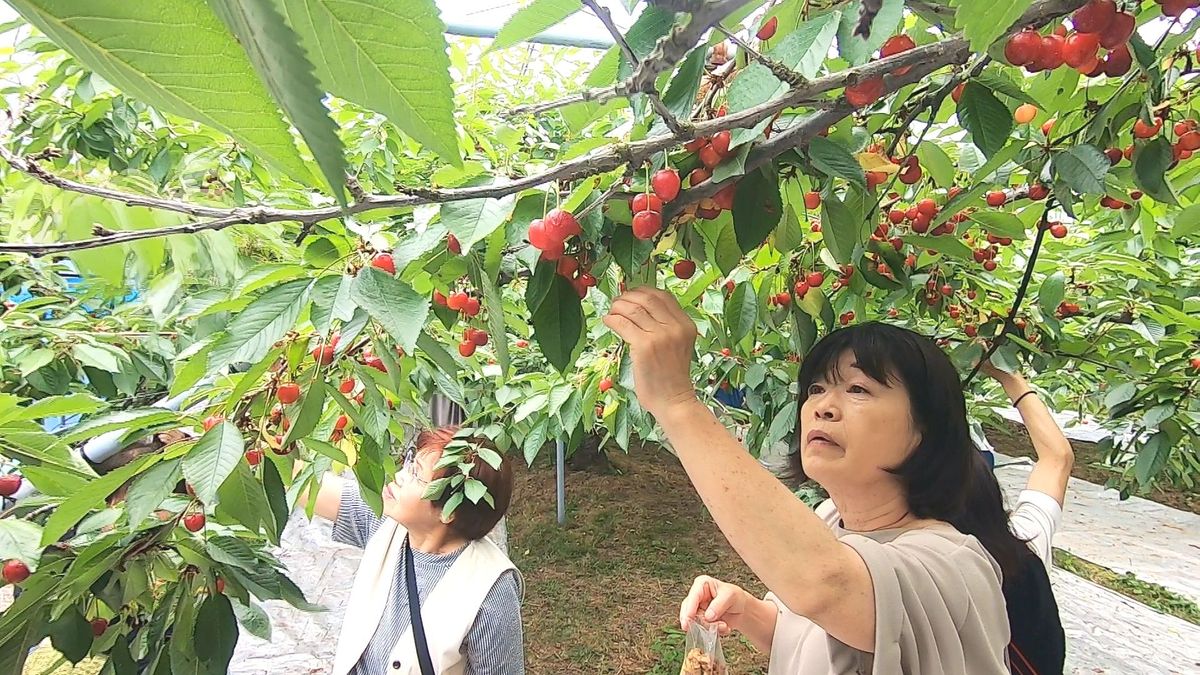 想像を超えた甘さ　佐藤錦など4品種“食べ放題”　サクランボ狩りにぎわう　越前市の観光農園