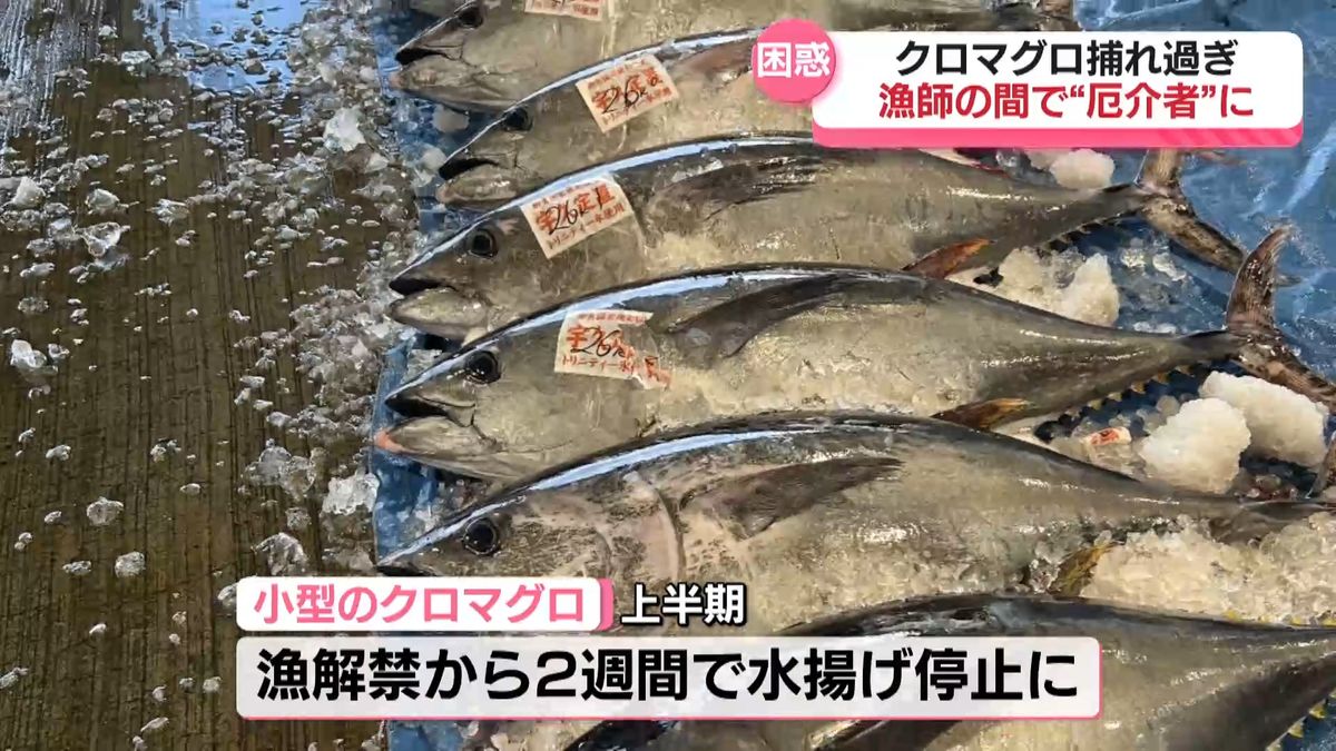 特集】「大喜びから一転、マグロ見てうんざり」福井県内でクロマグロ