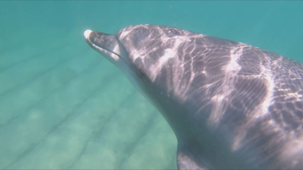 イルカにかまれ男子中学生けが　敦賀市の白木海水浴場　敦賀海保「現れても近づかないで」　物珍しさから触る人も…