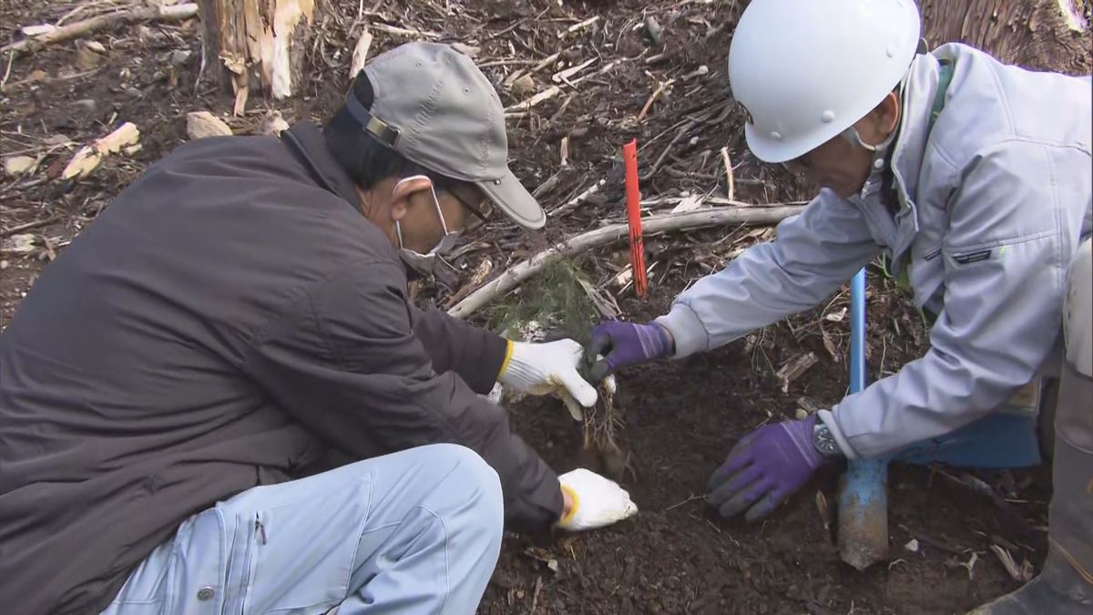 花粉の飛散量が半分に? 県が新しいスギを試験的に植える 福井市の山林で