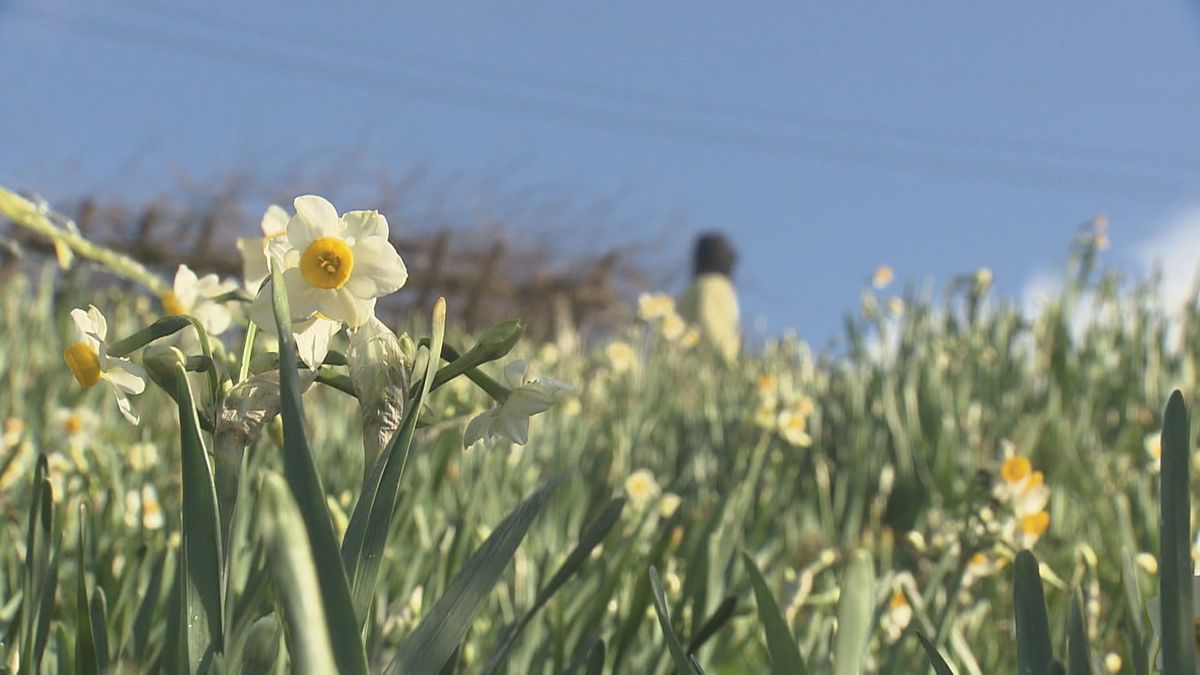 スイセンがようやく開花 例年より1か月遅れ 秋の小雨で生育大幅に遅れる