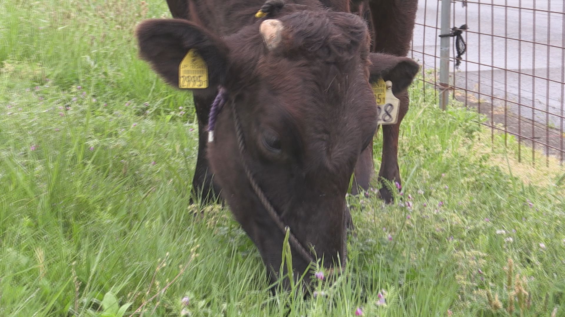 若狭牛のびのび放牧　妊娠中の母牛、ストレス解消にも　元気に草をはむ　県嶺南牧場